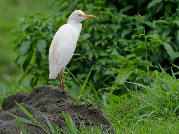 Koereiger (Ardea ibis)